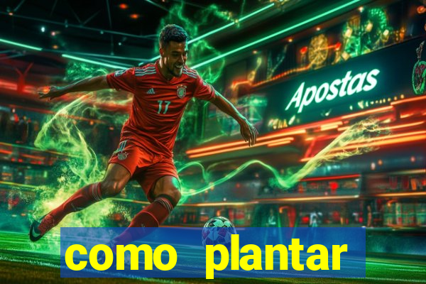 como plantar gergelim no vaso